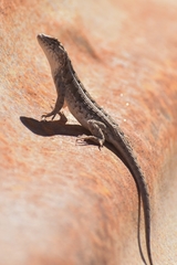 Liolaemus wiegmannii