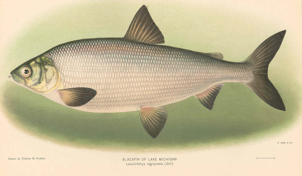 Blackfin Cisco