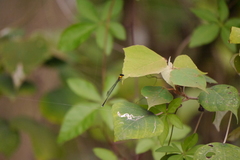 Prodasineura croconota