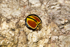 Australoneda bourgeoisi