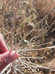 Rhopalomyia utahensis