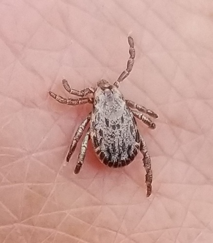 Pacific Coast Tick
