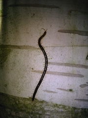 Geophilus carpophagus