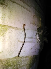 Geophilus carpophagus