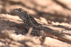 Liolaemus wiegmannii