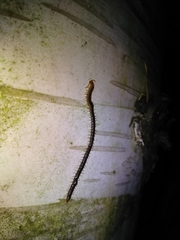 Geophilus carpophagus