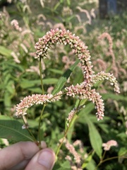 Persicaria lapathifolia