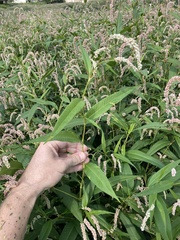 Persicaria lapathifolia