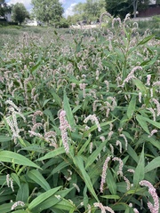 Persicaria lapathifolia