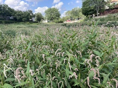 Persicaria lapathifolia