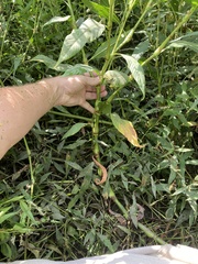 Persicaria lapathifolia