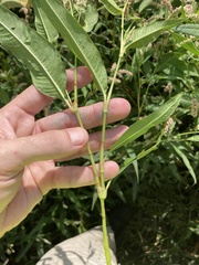 Persicaria lapathifolia