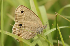 Stegosatyrus periphas