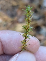 Hudsonia ericoides