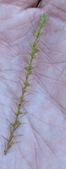 Hudsonia ericoides