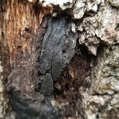 Biscogniauxia mediterranea