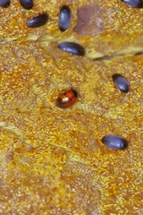 Diaperis nigronotata