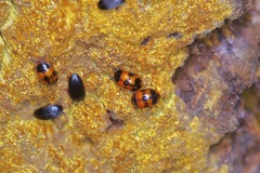 Diaperis nigronotata