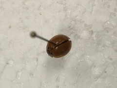 Harmonia axyridis