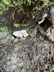 Entoloma byssisedum