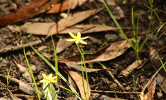 Hypoxis pratensis