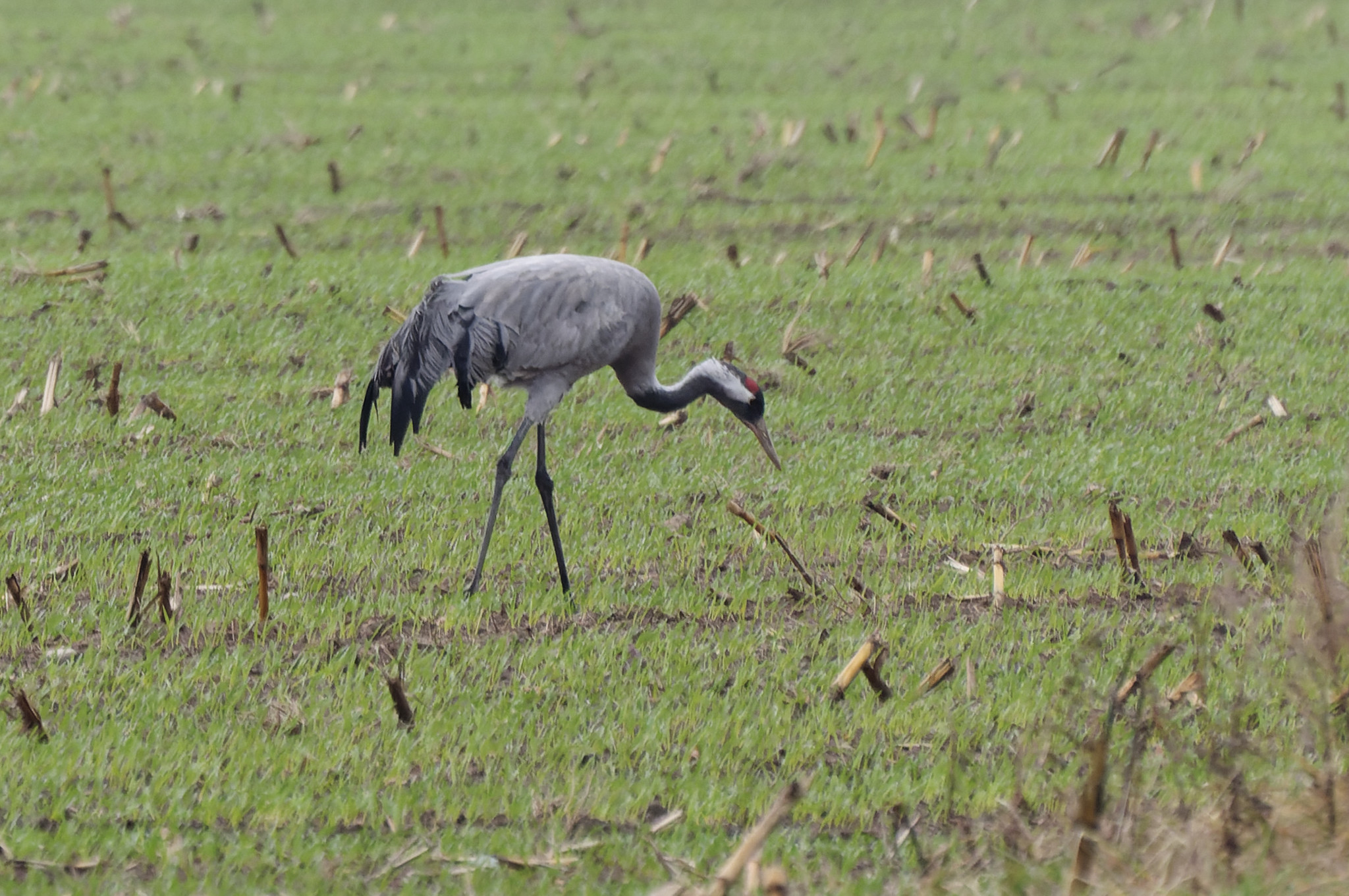 Common Crane (Grus grus)