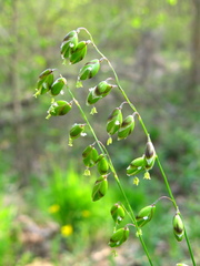 Melica picta