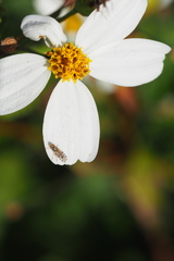 Dioxyna picciola
