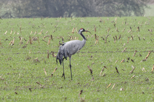 Grulla común (Grus grus)