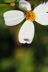 Dioxyna picciola