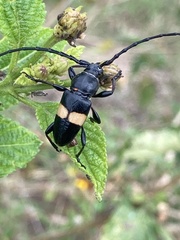 Lissonotus flavocinctus