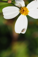 Dioxyna picciola
