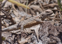 Liolaemus pseudoanomalus