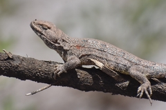 Liolaemus pseudoanomalus