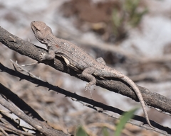 Liolaemus pseudoanomalus