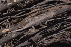 Liolaemus pseudoanomalus