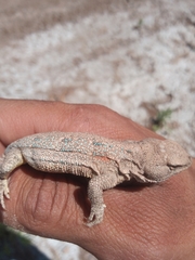 Liolaemus pseudoanomalus