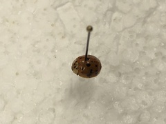 Harmonia axyridis