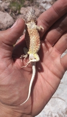 Liolaemus pseudoanomalus