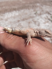 Liolaemus pseudoanomalus