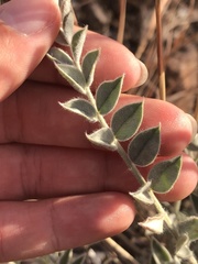 Astragalus mollissimus