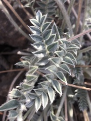 Astragalus mollissimus