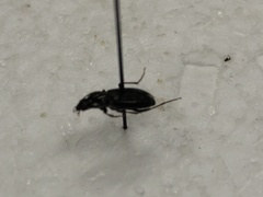 Platynina