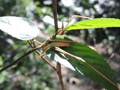 Xenicola
