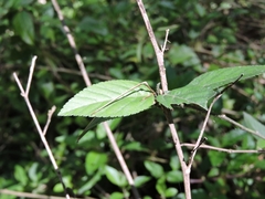 Xenicola