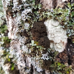 Ricasolia amplissima