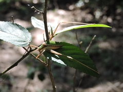 Xenicola