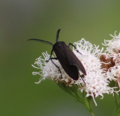 Cisseps fulvicollis