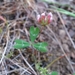 Trifolium bifidum bifidum - Photo (c) David Greenberger, alguns direitos reservados (CC BY-NC-ND), uploaded by David Greenberger
