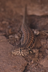 Liolaemus grosseorum